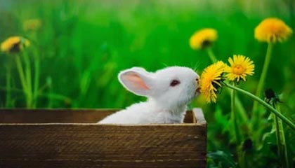 九游娱乐APP-里尔主场大胜安格斯，领先优势巩固，里尔vs安格斯