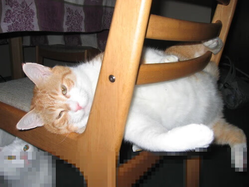 王楚钦霸气扣杀引全场欢呼,王楚钦水平