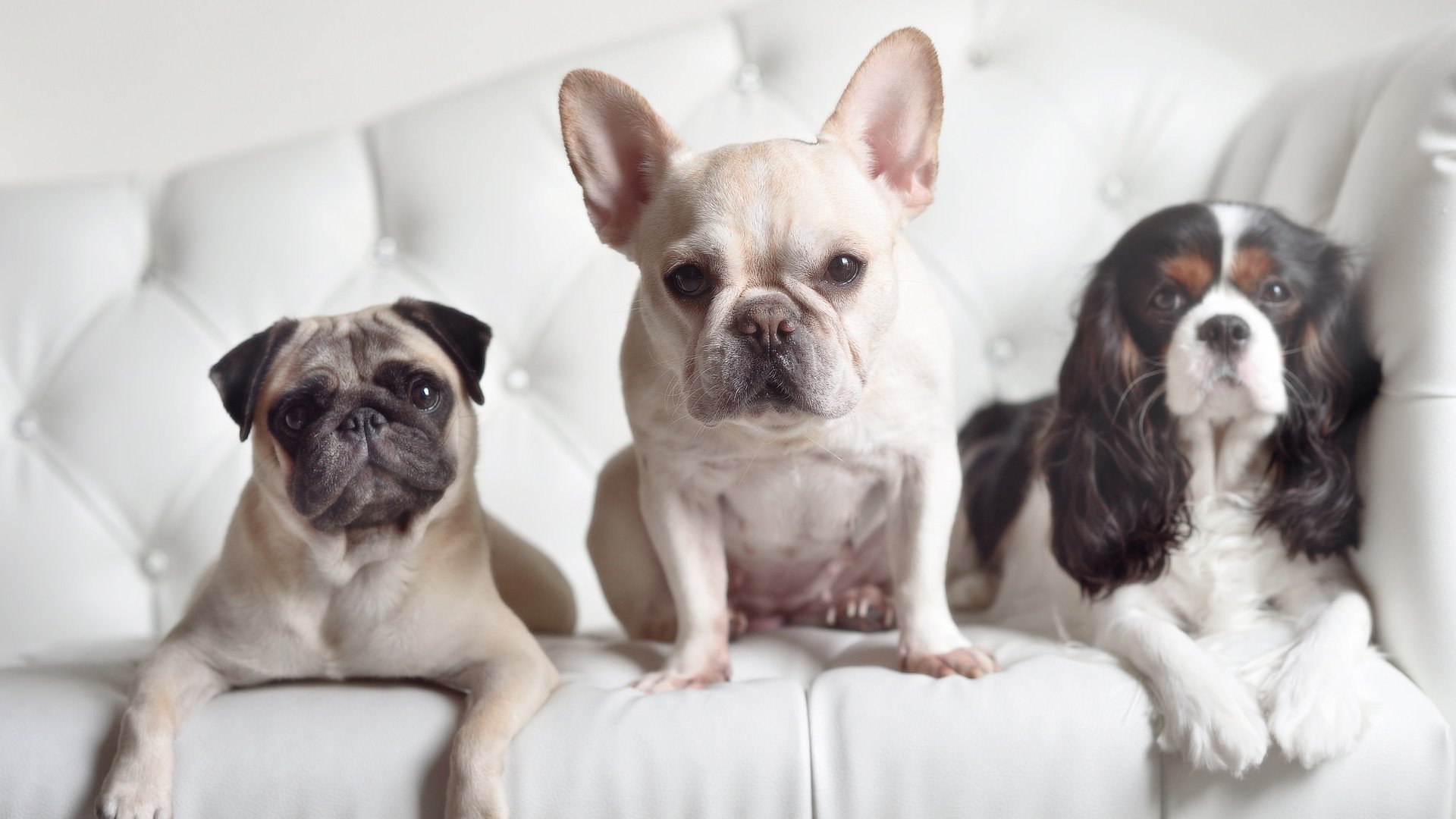 跳水动作干净利落突尼斯顺利晋级,吉尼斯跳水