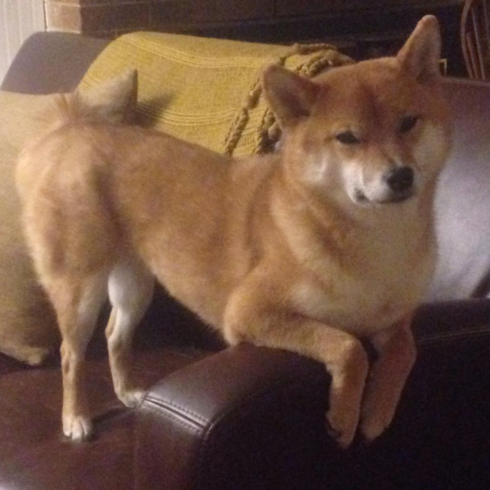 阿森纳青训系统不断发力，新星辈出